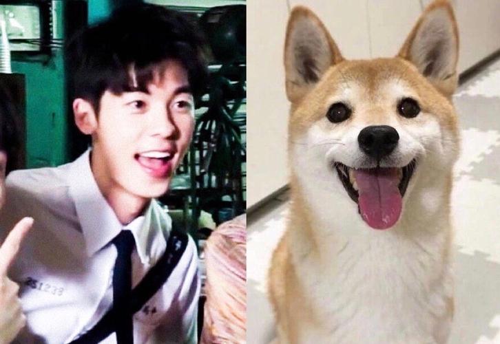 犬系男明星,看起来好好rua