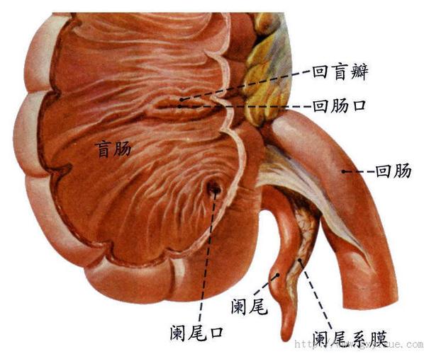 盲肠.jpg