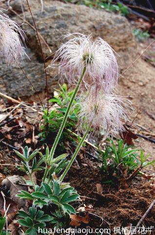 白头翁 图片             白头翁为毛莨科植物,多年生草本,别名有奈何