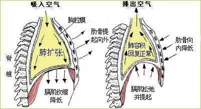 呼吸与运动的交互影响—如何让动画角色更逼真?