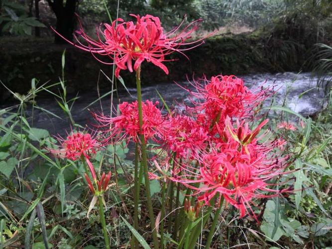 石葱花