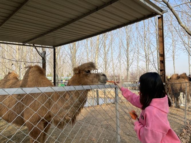 曲阜长鹿动物园一日游