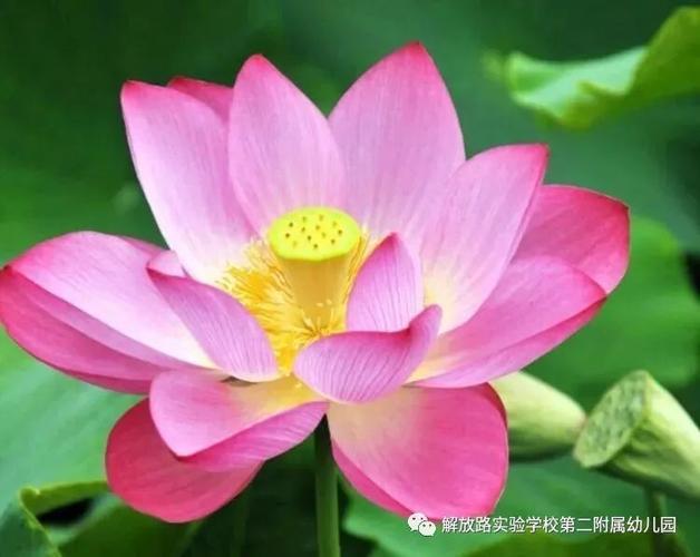 【二园 · 假期课程】荷花的秘密