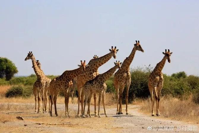 非洲避暑记,津巴布韦博茨瓦纳赞比亚狂野之旅