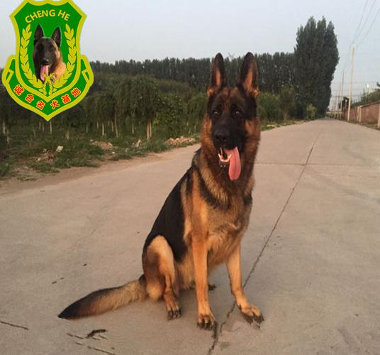 齐齐哈尔德牧幼犬的价格德牧犬的出售德牧犬的优点德牧犬的饲养与管理