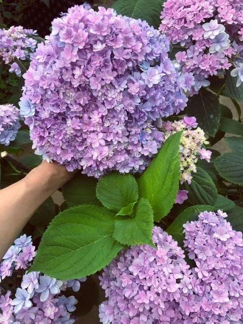 9个绣球花新品种美若烟霞仙气十足