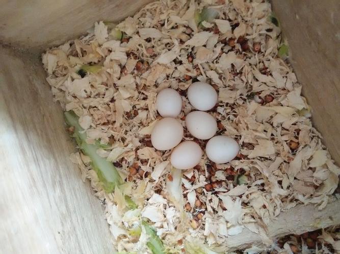 虎皮鹦鹉第一次繁殖已经下2个蛋了,第一次能不能浮华