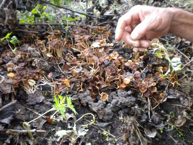  p>猪苓, a href="#" data-lemmaid="14114786">非褶菌目 /a> a href=