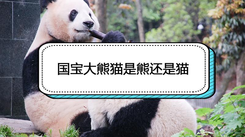 国宝大熊猫是熊还是猫