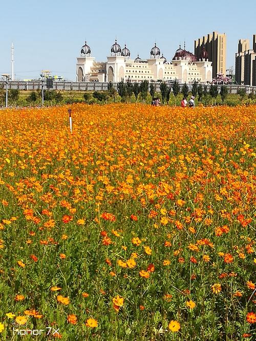 沈北新区花海园游览景观