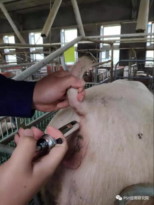 用氯前列醇给母猪催产,何时用最佳?