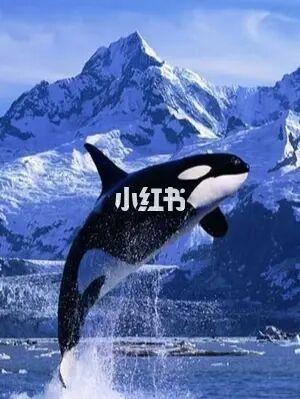 虎鲸,拒绝动物表演_海豚_社科_科学科普