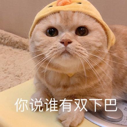 猫咪表情包可爱又沙雕长胖了怎么办