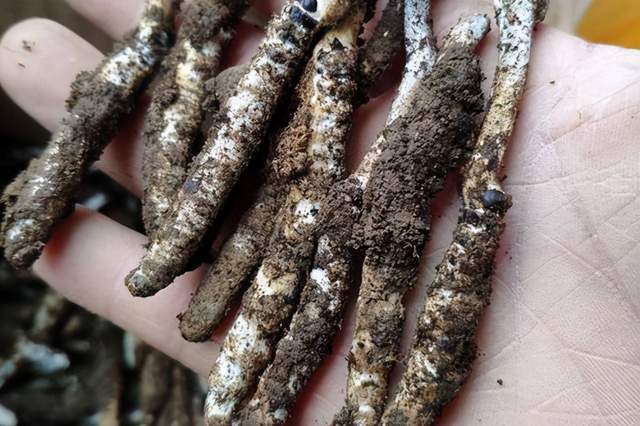 亚香棒虫草最喜欢浑水摸鱼,充当正品虫草,看准3个特点,不上当