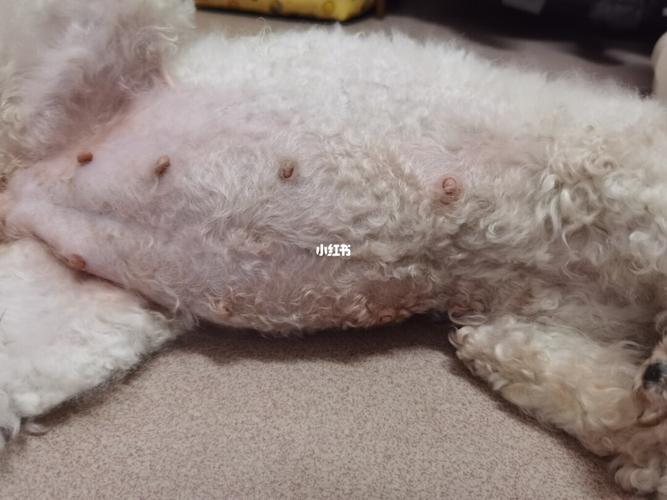 狗狗怀孕46天啦_怀孕_狗狗_狗狗怀孕_宠物_狗