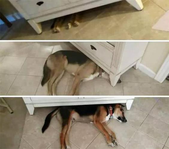 一组小狗成长的照片,看完有很多感慨