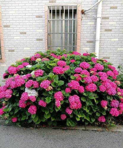 本土绣球"之王"—玫红妈妈,不输进口洋绣球,庭院阳台皆能种