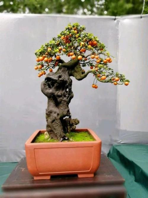 金弹子盆景的养护,及注意事项