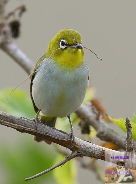 灰腹绣眼鸟的亚种分化