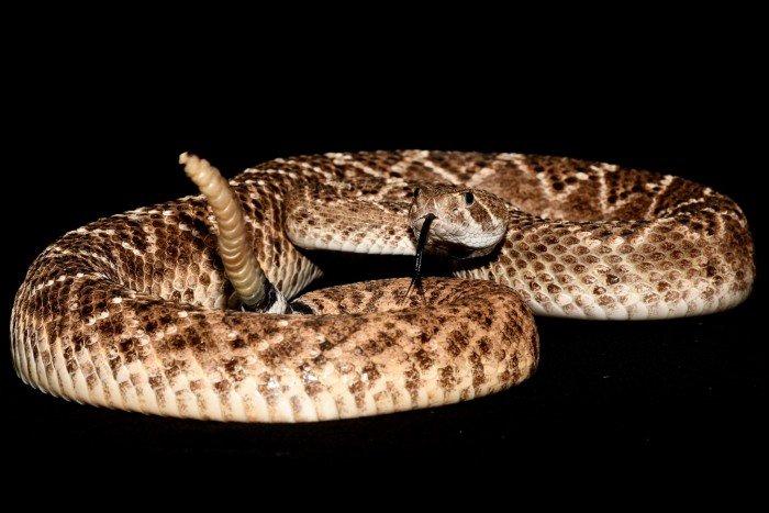 研究响尾蛇能利用声学技巧欺骗人的耳朵