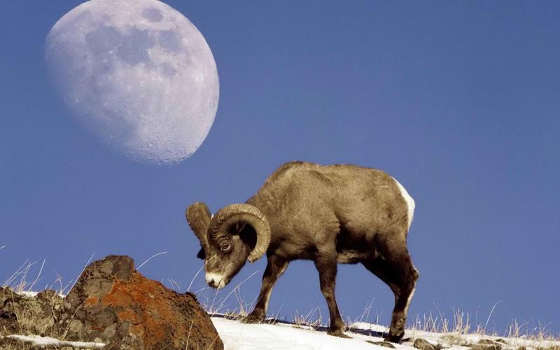 温驯可爱的山羊桌面壁纸下载 第三辑