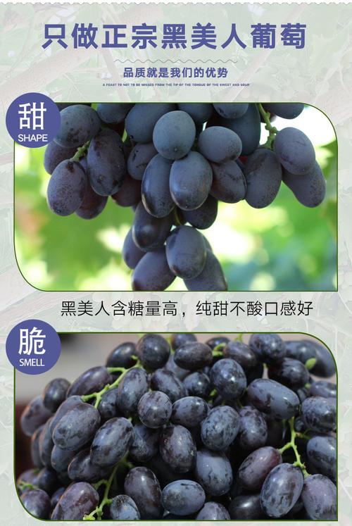 全国包邮吐鲁番黑美人葡萄222kg左右