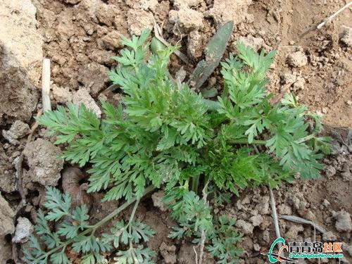 青岛最全挖野菜攻略 要出游的小伙伴看过来