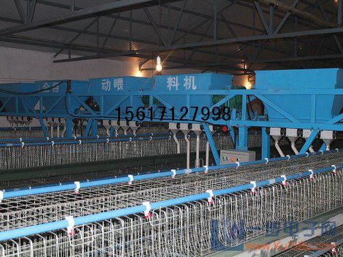 鸡场专用蛋鸡自动喂料机