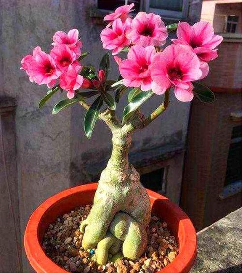 原创想让沙漠玫瑰开爆盆下手一定要狠掌握5要点枝干粗壮开花多