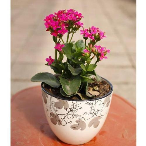 长寿花已经睡醒了这几件事提前做好早日开花花量也多