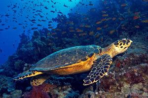 with  hawksbill turtle feeding a mix, in addition to a sponge