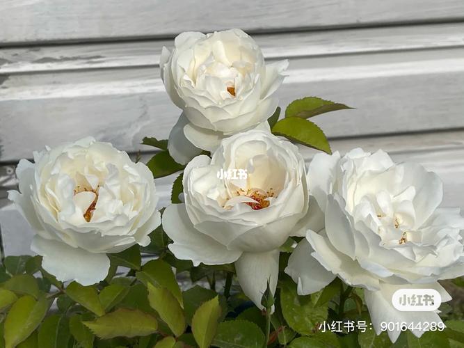 月季"天鹅古董"_月季_阳台_婚礼_阳台月季_家居家装