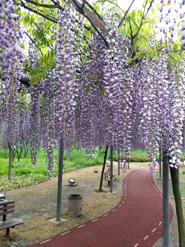 九尺紫藤规格紫藤品种九尺紫藤养护常识