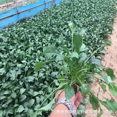 青州基地批发大滨菊 大滨菊小苗 绿化护坡园林地被 量大从优易活
