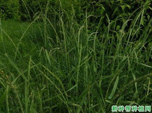 毒麦禾本科