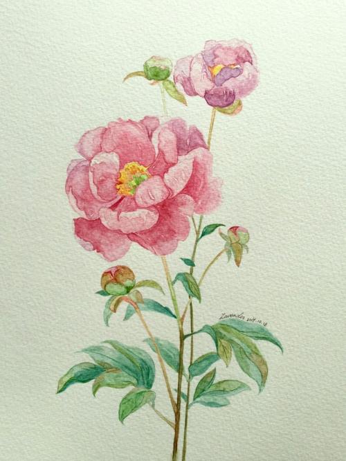 水彩画:(芍药花)