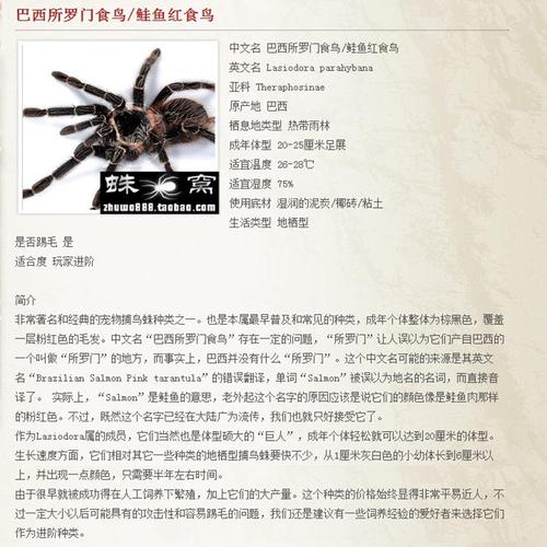 送饲养套装 幼体 1cm 巨型宠物蜘蛛 特价 蜘蛛 巴西所罗门