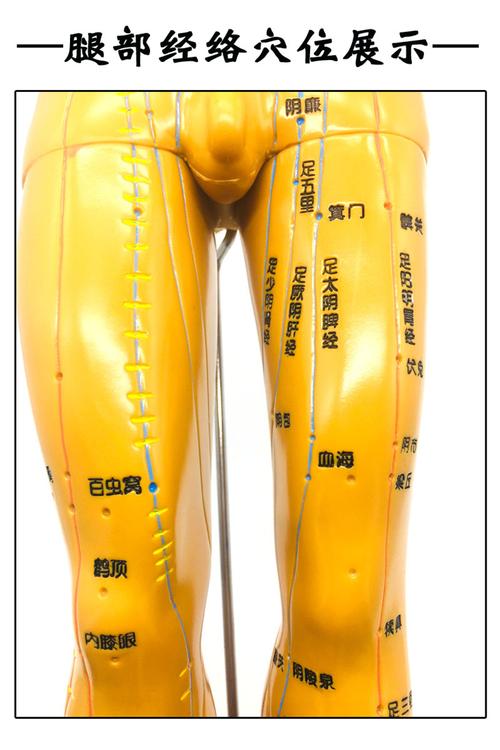 穴位模型中医人体针灸穴位模型手臂可转身体推拿按摩十二经络清晰男女