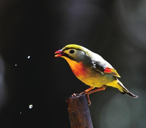 南宁这些鸟类新增为国家二级保护动物 养殖出售需办证