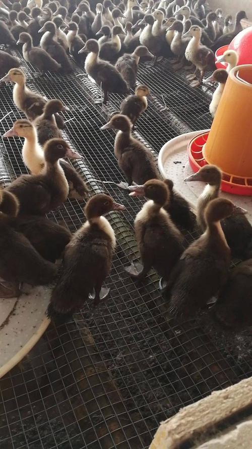 黑番鸭苗 脱温苗公