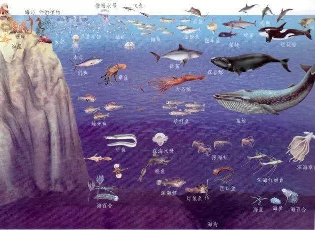 海洋生物多层次生态分布格局是现代海洋生物分布的特征,体现在海水层