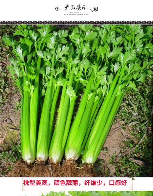 芹菜种籽 进口皇后西芹种子 日本皇后西芹种子 大面积种植四季