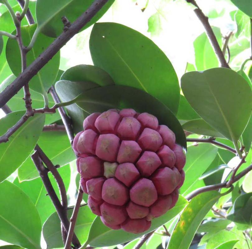 野生长寿果 五味子冷饭团水果黑老虎绿色新鲜水果布福娜 1斤多