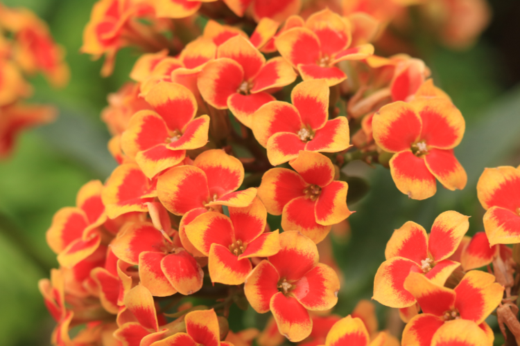 "罗比橙长寿花"花瓣为单瓣,复色精灵系列,花开复色,色彩鲜艳好看