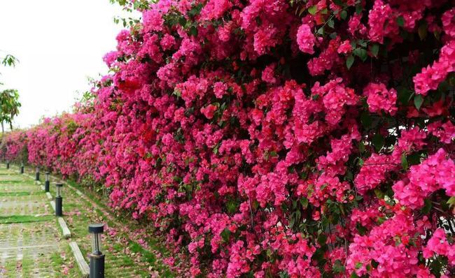 这么壮观的花你见过吗盛开的三角梅宛如一条花海瀑布
