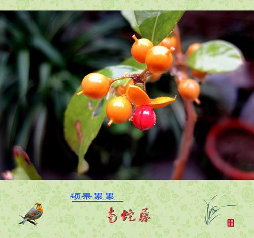 南蛇藤