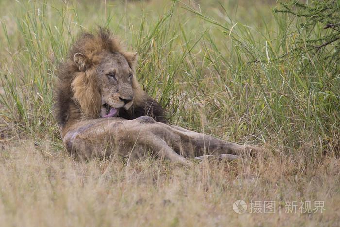 受伤的老狮子男躺在草地上和自己舔伤口
