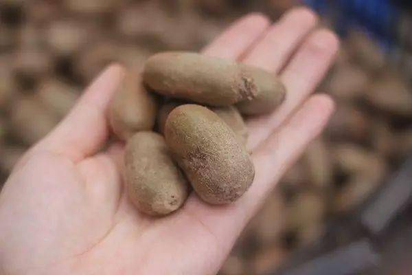 野生猕猴桃4透着一股薄荷的味道果味香甜,酥软细滑品尝一口透着无数