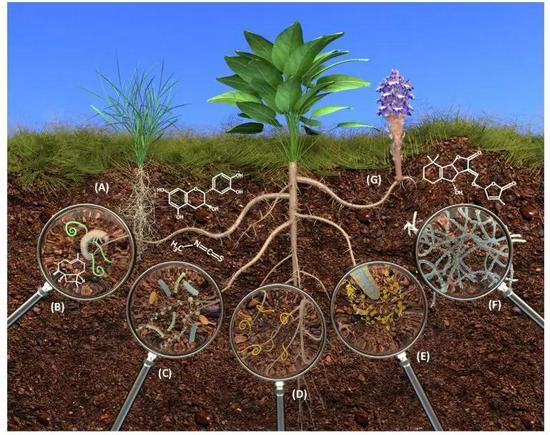 植物与其他有机体地下生物化学交流  a).