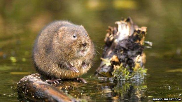 water vole